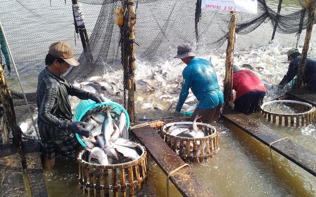 Vietnam S Catfish now Has to Compete Fiercely in World Market