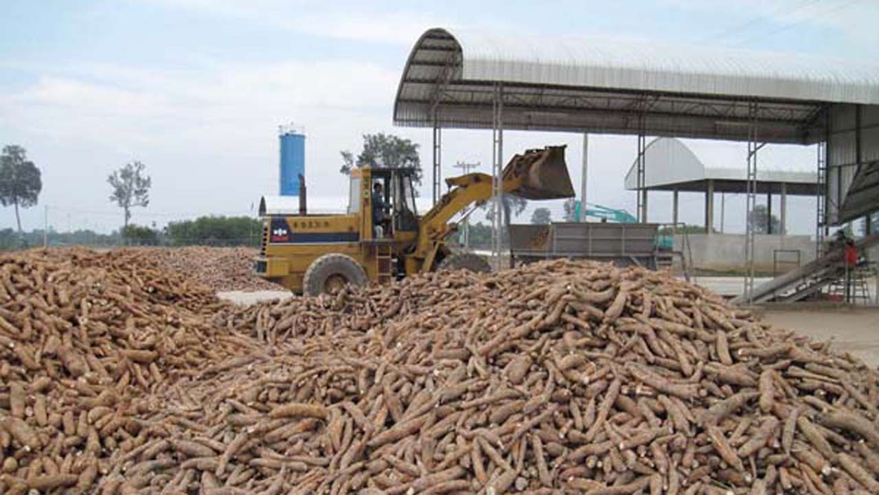A Cassava Processing Factory 2