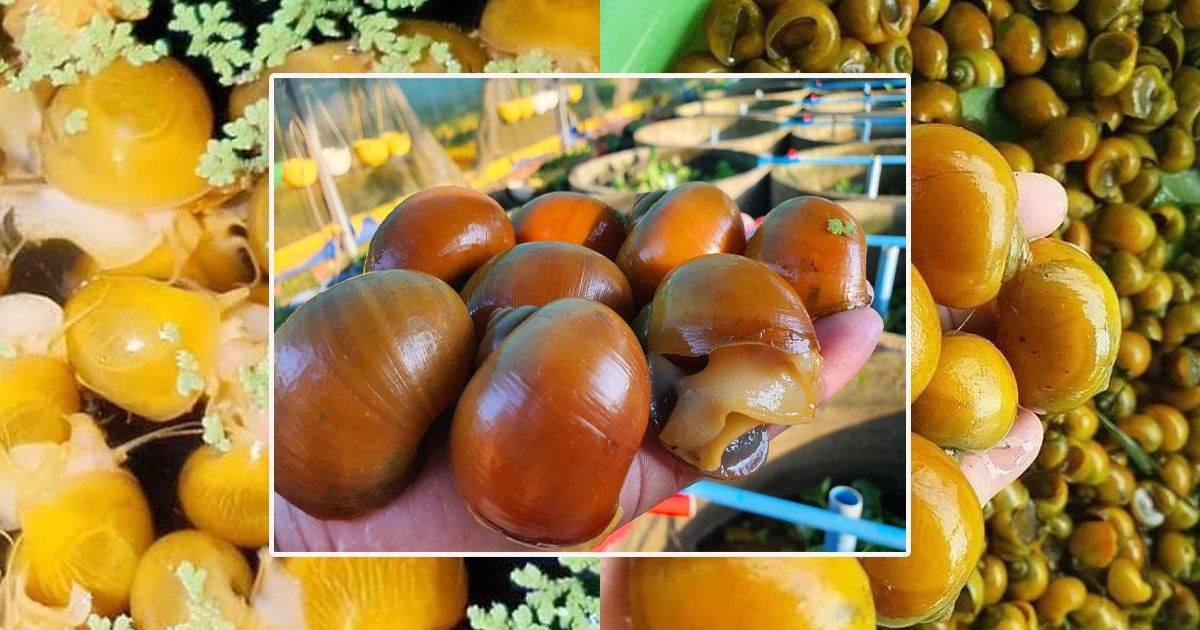 េឹថដសចខ