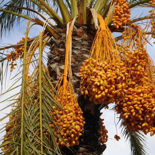 Date Palm Plants 1614918612 5743682