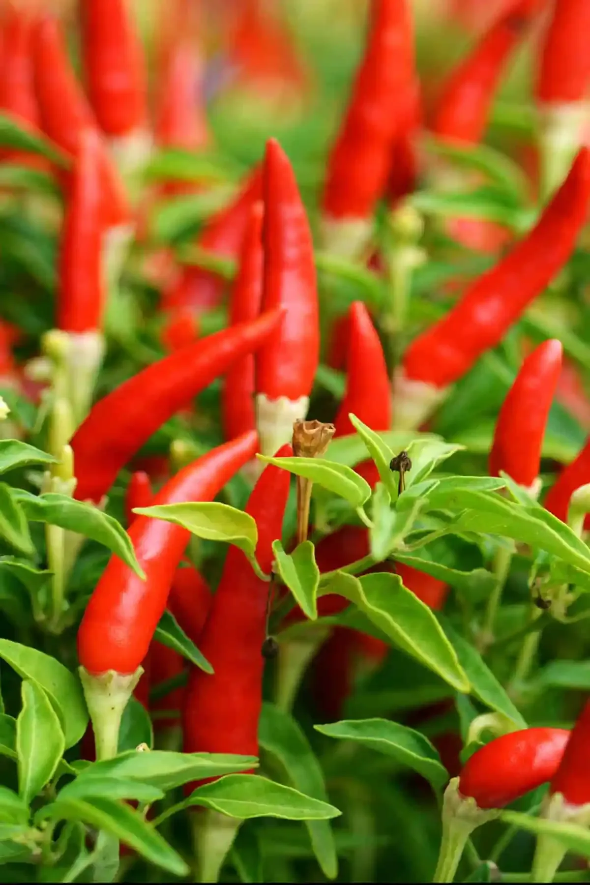 Birds Eye Peppers