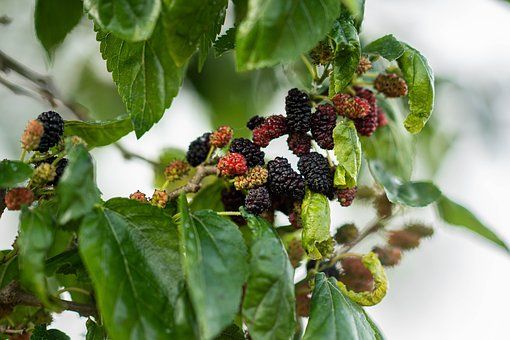 Mulberry Fruit 4855399  340