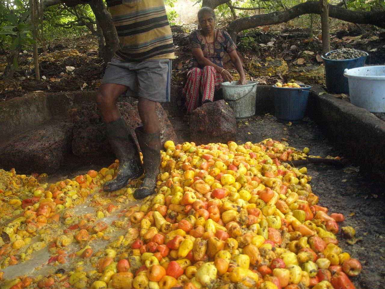 1280px Cashew Apples Being Squashed in Chorao, Goa, India. 03