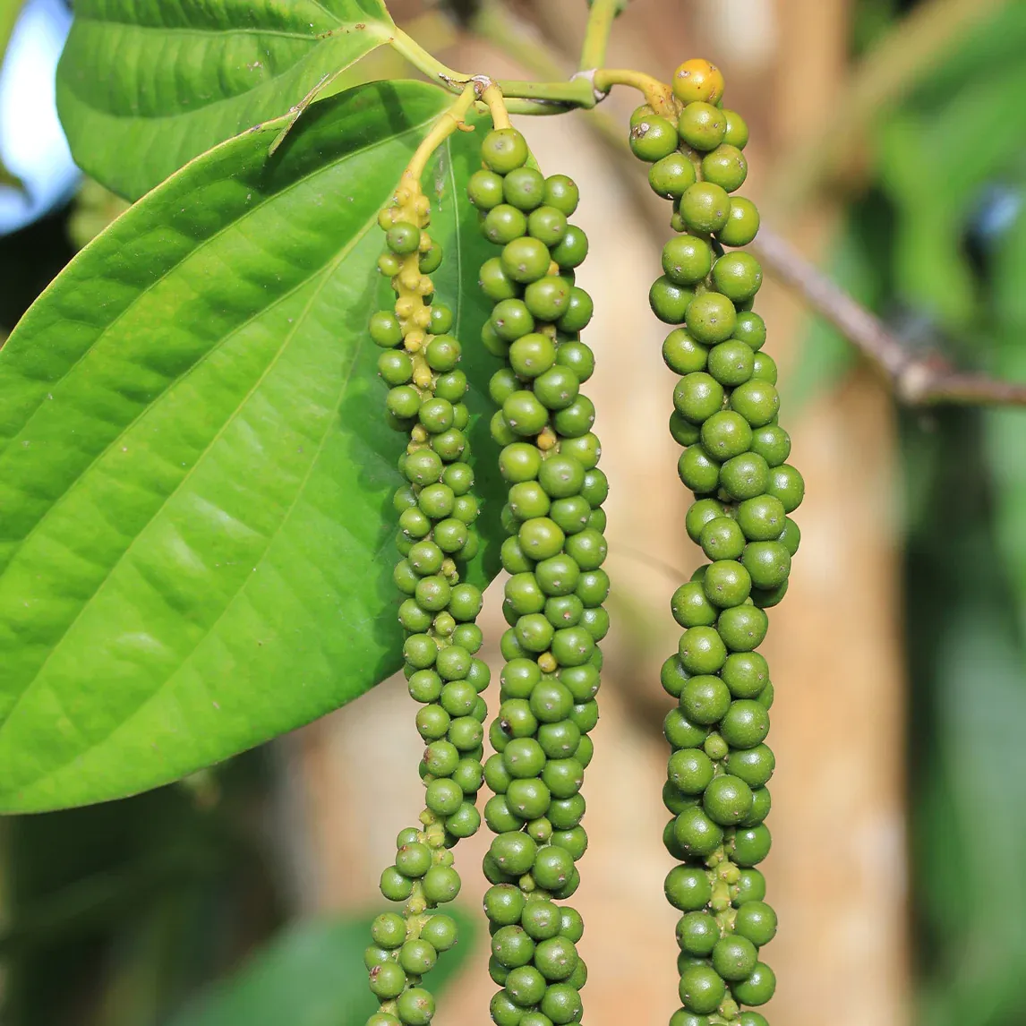Black Pepper Wpepp 1200x