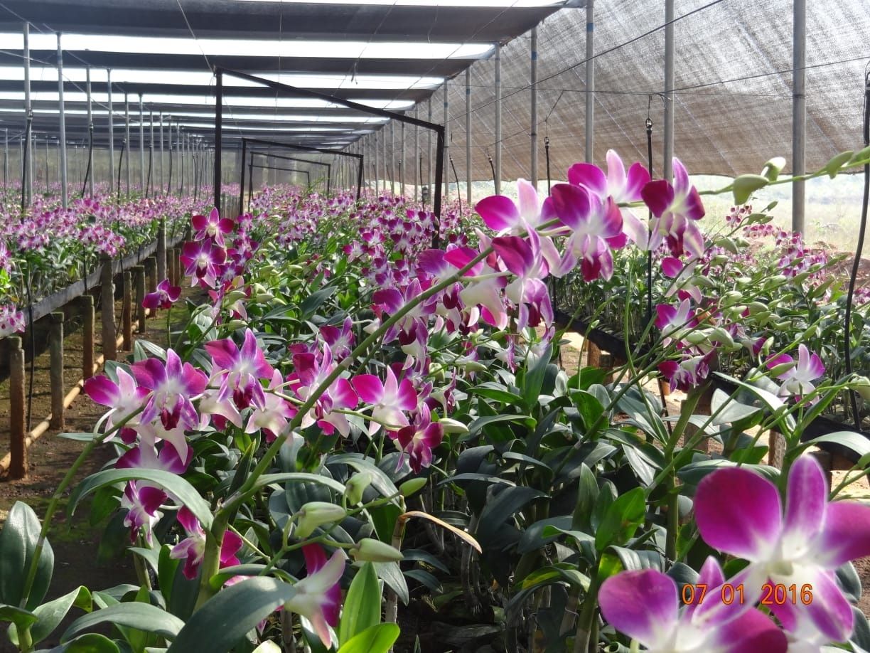Covid Curbs Leave Ganjam Orchid Farmers High &lsquo;n Dry