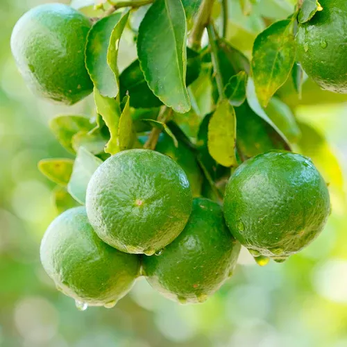 Persian Lime Stock 2 250x250@2x
