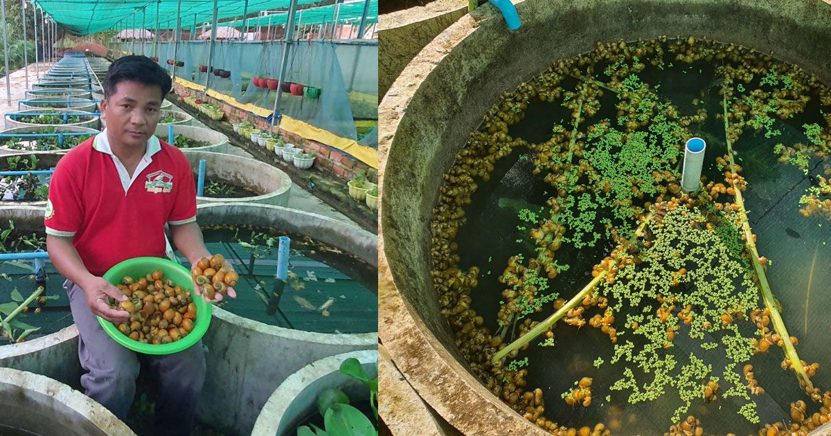 ងថេដចខ​