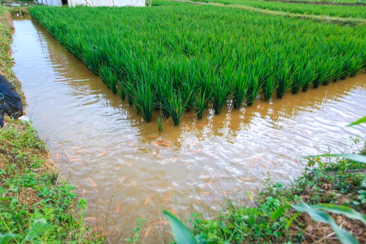 `mina Padi` Cultivation in Rice Fields Is a Combination of Planting Rice and Fish Farming in the Same Land Dreamstime 183946224