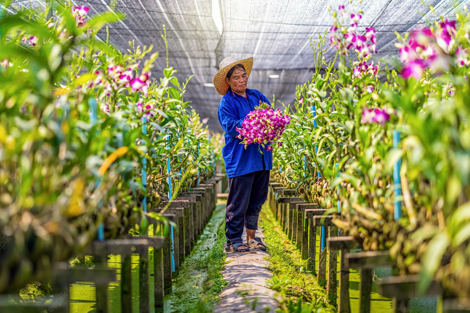 Asian Gardener Orchid Farm Cutting Collection Orchids 41418 3493