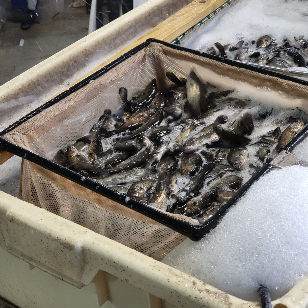 301618552 5253545931366931 1572638922059313709 N