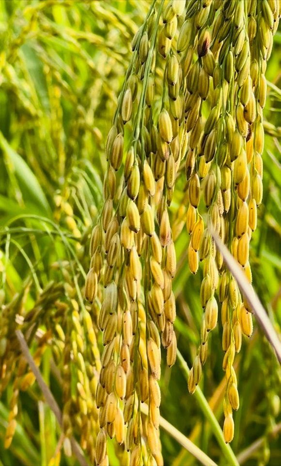 337160351 930914724700382 8596017831693764041 N