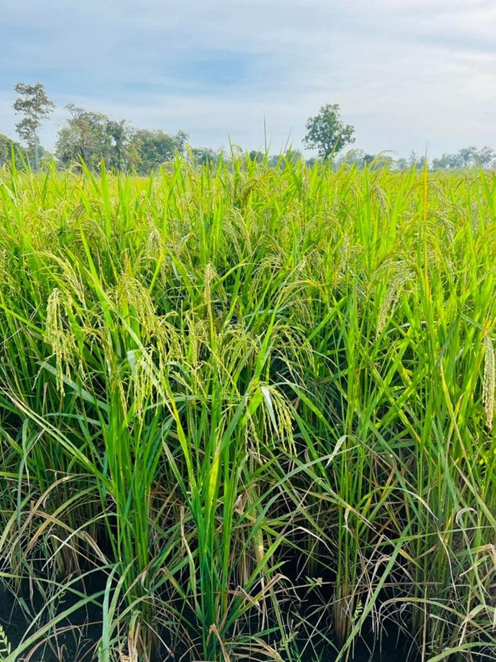 337272430 127672410265357 4472639499090512673 N