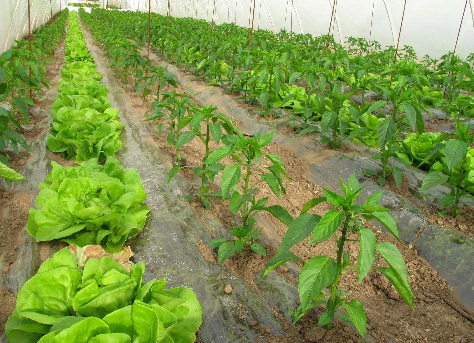 Organic Farming Lettuce Peppers Greenhouse Water Dripping System