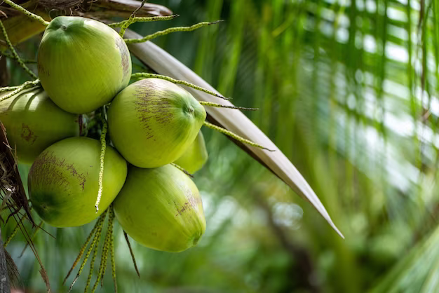 Coconut Tree Coconut Farm 33850 1244