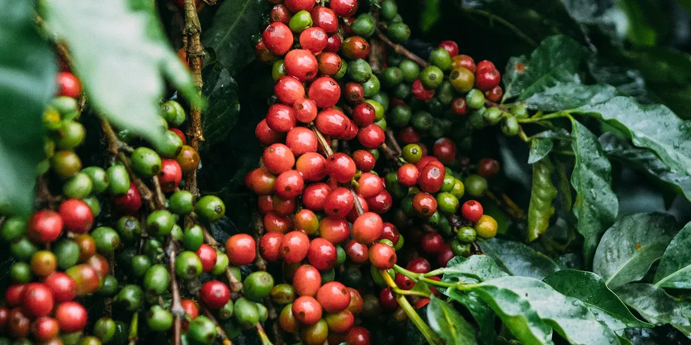 Kenyan Coffee Varieties.jpg