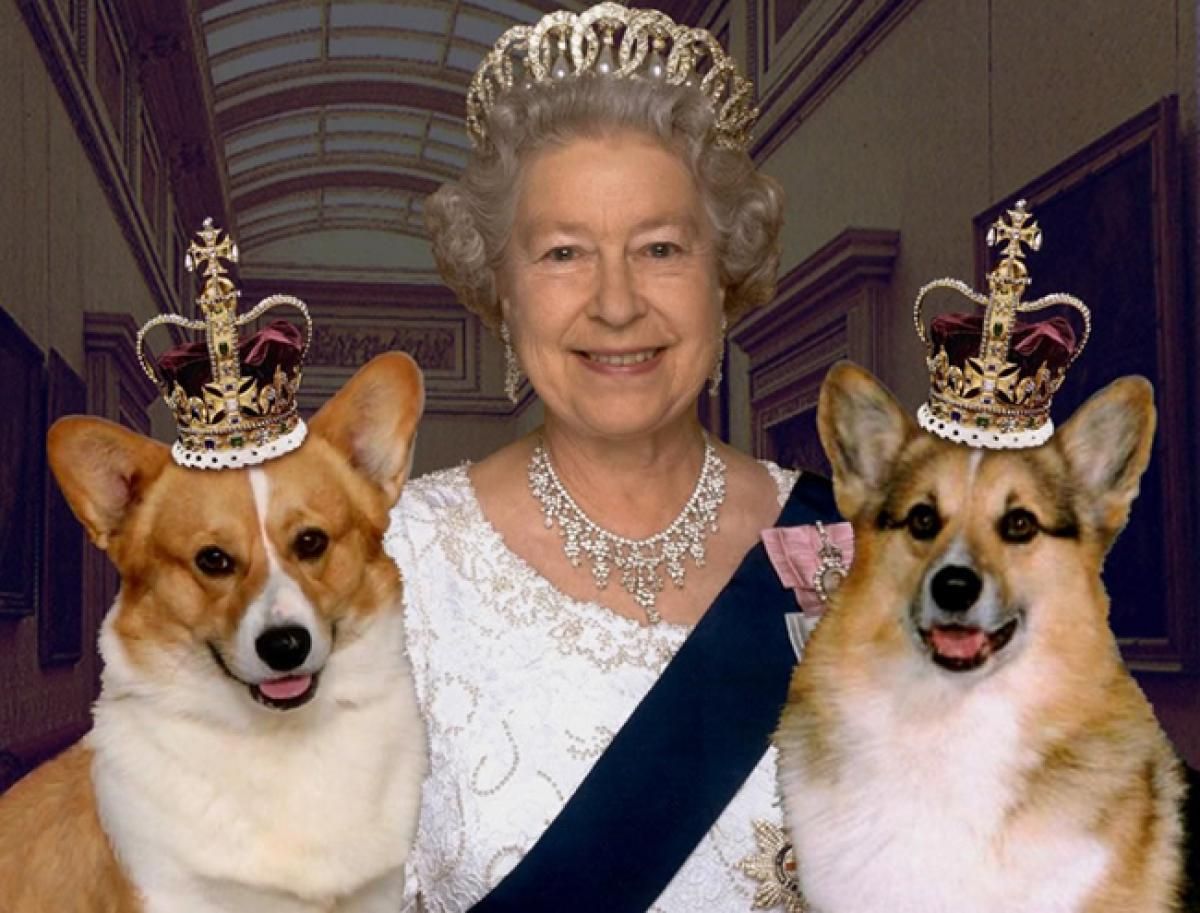 4513 Royal Pets