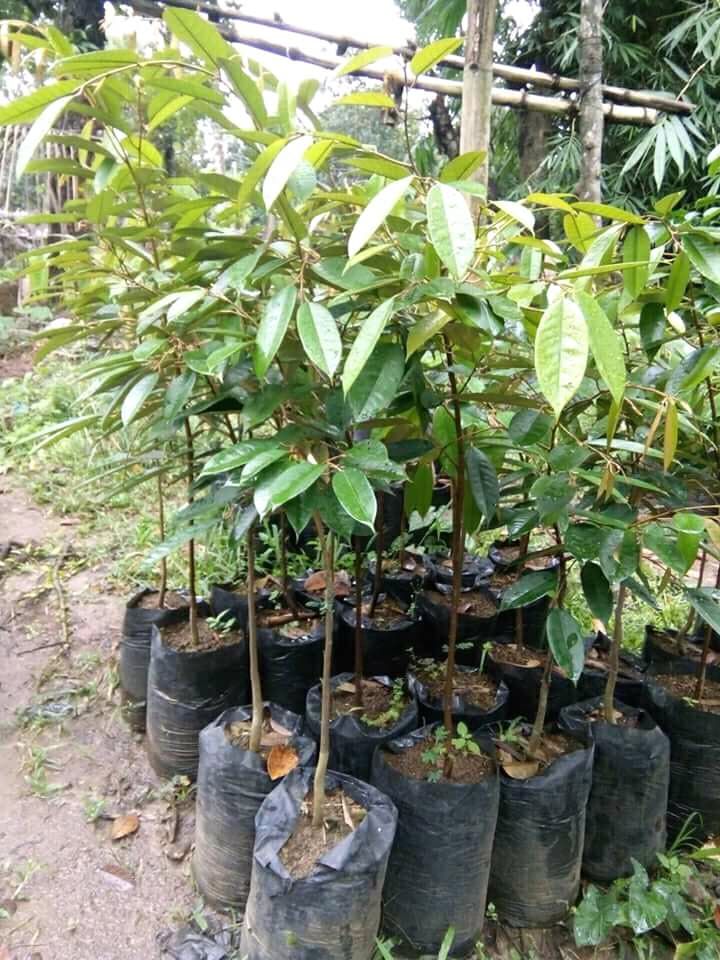 Durian Plants for Sale Getsview Market