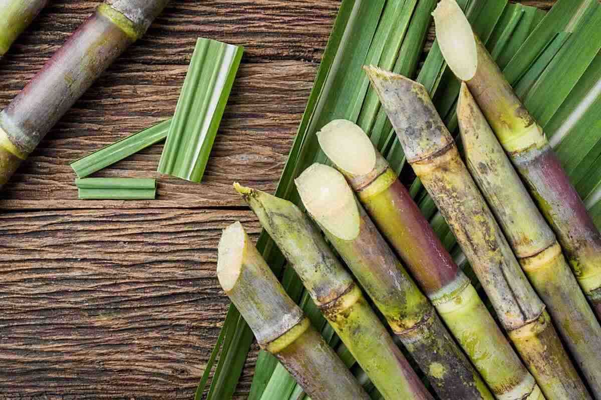 Sugarcane 5388614 1920